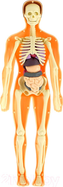 Изображение товара Набор для опытов Эврики Строение тела / 2772939