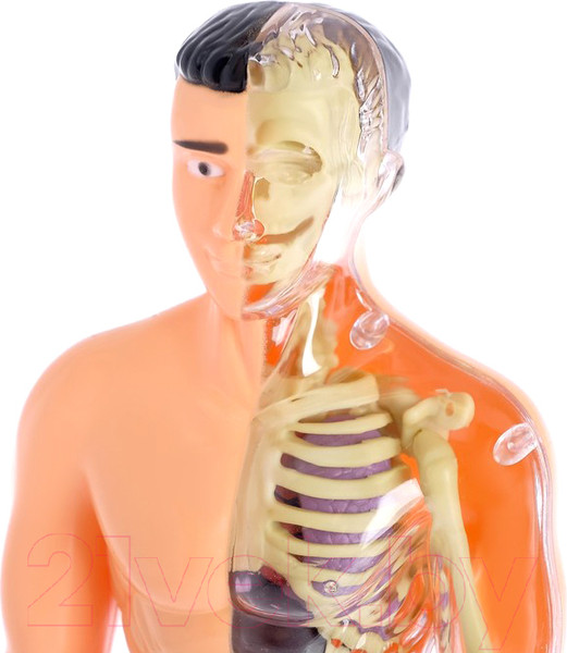 Изображение товара Набор для опытов Эврики Строение тела / 2772939