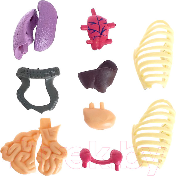 Изображение товара Набор для опытов Эврики Строение тела / 2772939