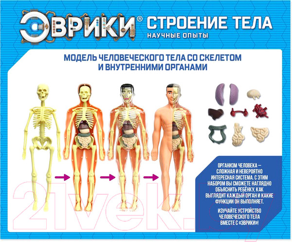 Изображение товара Набор для опытов Эврики Строение тела / 2772939