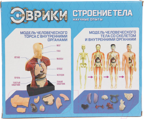 Изображение товара Научная игра Эврики Строение тела / 2772940