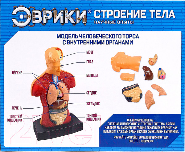 Изображение товара Научная игра Эврики Строение тела / 2772940