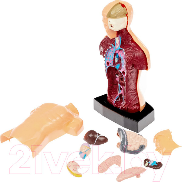 Изображение товара Научная игра Эврики Строение тела / 2772940