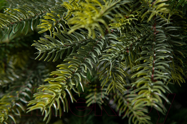 Изображение товара Ель искусственная GreenTerra Кашемир F (1.8м)