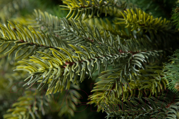 Изображение товара Ель искусственная GreenTerra Кашемир F (1.8м)