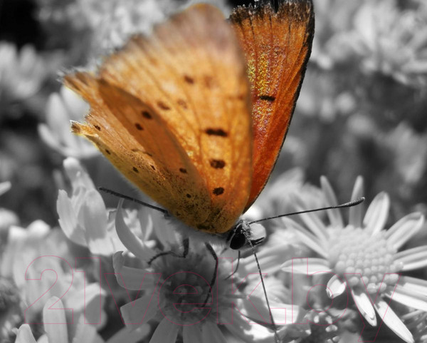 Изображение товара Туалетная вода Issey Miyake L'Eau D'Issey (50мл)