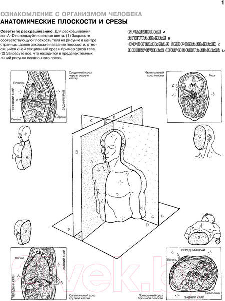 Изображение товара Книга Эксмо Анатомия человека (Кэпит У., Элсон Л.)