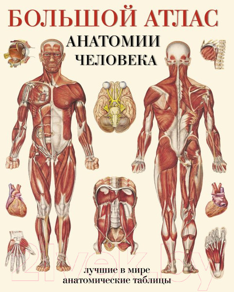 Изображение товара Книга АСТ Большой атлас анатомии человека (Махиянова Е.)