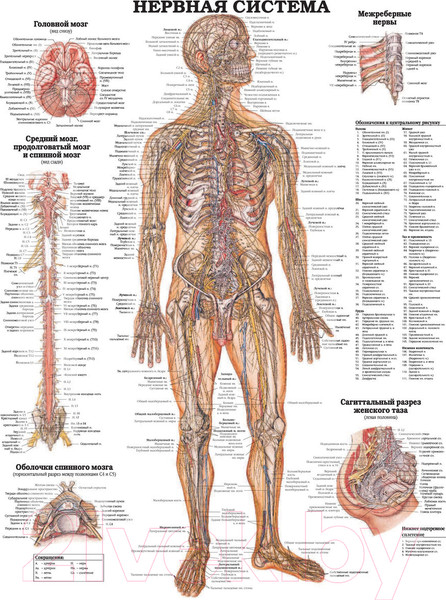 Изображение товара Книга АСТ Большой атлас анатомии человека (Махиянова Е.)