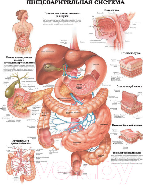 Изображение товара Книга АСТ Большой атлас анатомии человека (Махиянова Е.)