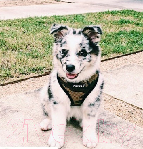 Изображение товара Шлея-жилетка для животных Puppia Ritefit Harness / PAJA-AC617-CA-S (камуфляж)