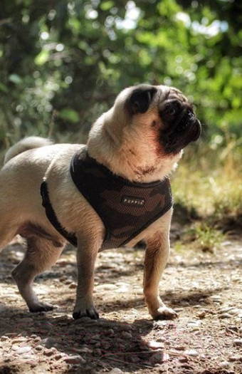 Изображение товара Шлея-жилетка для животных Puppia Ritefit Harness / PAJA-AC617-CA-L (камуфляж)