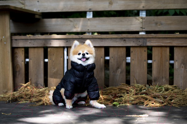 Изображение товара Комбинезон для животных Puppia Jumpesuit B / PAPD-JM1673-BK-M (черный)