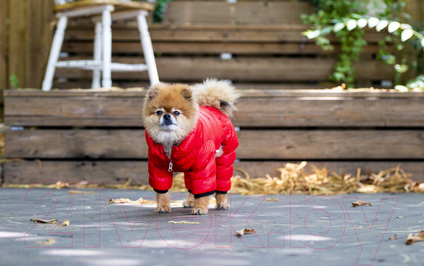 Изображение товара Комбинезон для животных Puppia Jumpesuit B / PAPD-JM1673-RD-XL (красный)