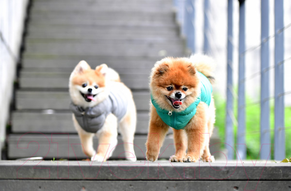 Изображение товара Жилетка для животных Puppia Vest A / PAPD-JM1670-GY-XXL (серый)