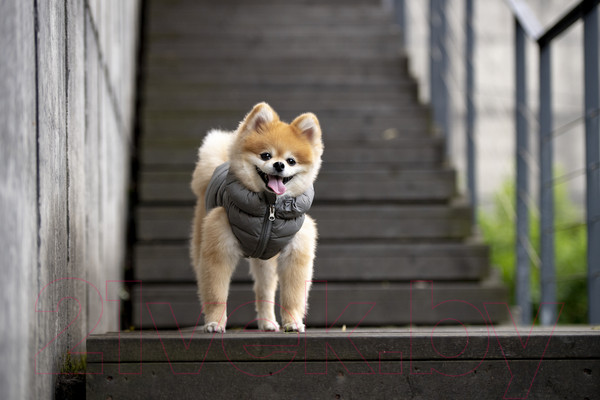 Изображение товара Жилетка для животных Puppia Vest A / PAPD-JM1670-GY-XXL (серый)