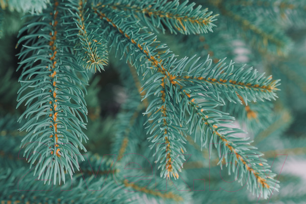 Изображение товара Ель искусственная Бифорес Фантастика микс голубая / ФНМГ 195