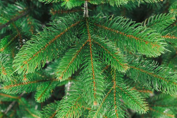 Изображение товара Ель искусственная Бифорес Венера микс светлая / ВНМС 165