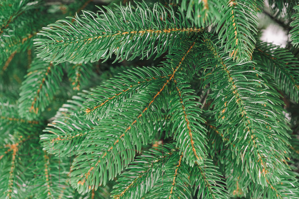 Изображение товара Ель искусственная Бифорес Венера микс темная / ВНМТ 220