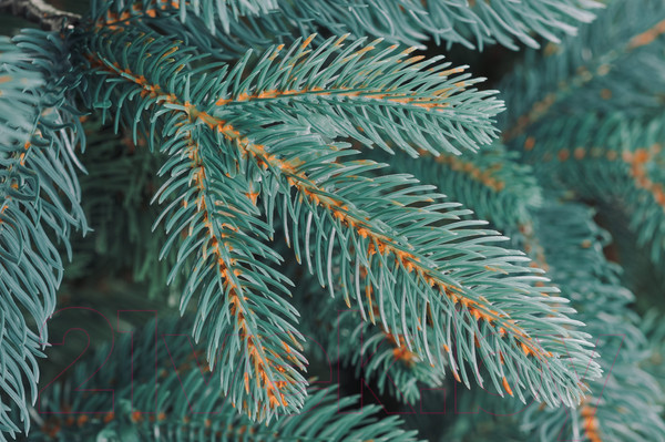 Изображение товара Ель искусственная Бифорес Венера микс голубая / ВНМГ 195