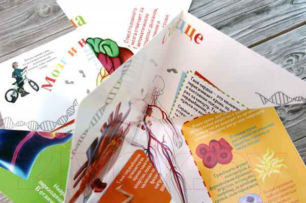 Изображение товара Энциклопедия АСТ Тело человека (Усова И.)