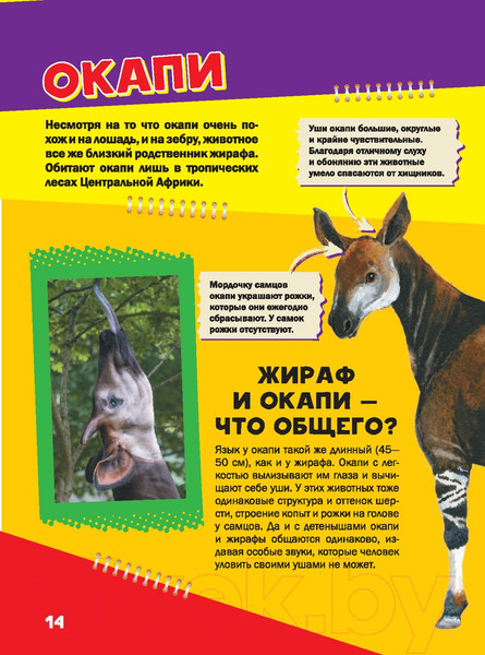 Изображение товара Энциклопедия АСТ Моя первая большая книга о животных (Вайткене Л., Ермакович Д.)