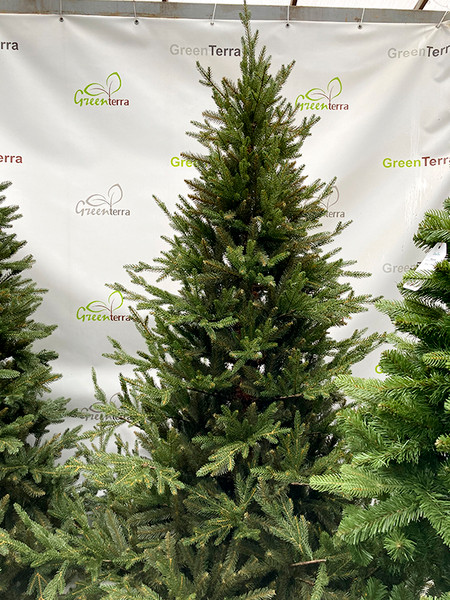 Изображение товара Ель искусственная GreenTerra Норвегия (1.8м)