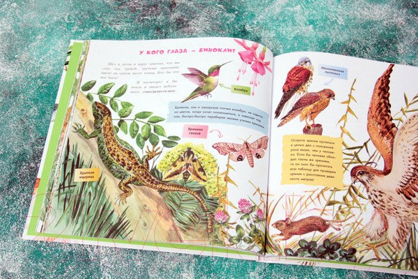 Изображение товара Энциклопедия АСТ Хочу все знать о животных (Танасийчук В.)