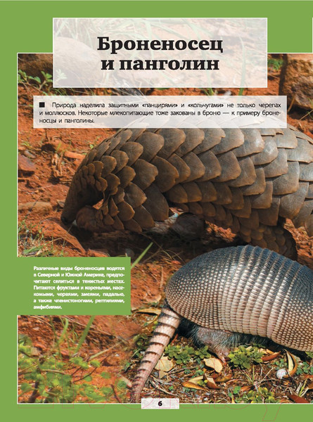 Изображение товара Энциклопедия АСТ Животные нашей планеты (Кошевар Д., Папуниди Е.)