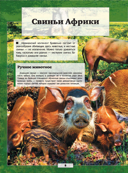 Изображение товара Энциклопедия АСТ Животные нашей планеты (Кошевар Д., Папуниди Е.)