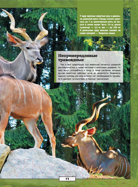 Изображение товара Энциклопедия АСТ Животные нашей планеты (Кошевар Д., Папуниди Е.)
