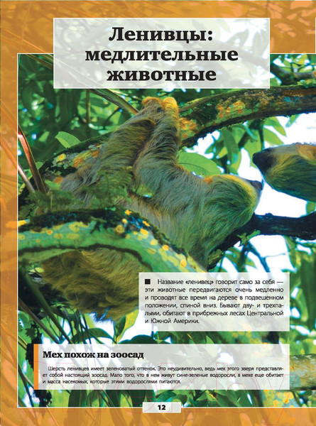 Изображение товара Энциклопедия АСТ Животные нашей планеты (Кошевар Д., Папуниди Е.)