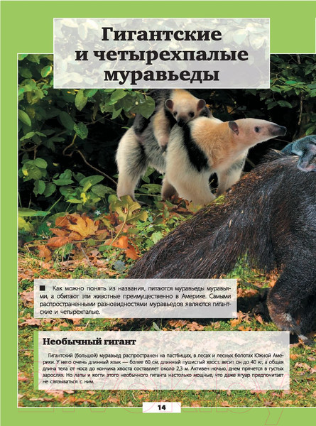 Изображение товара Энциклопедия АСТ Животные нашей планеты (Кошевар Д., Папуниди Е.)
