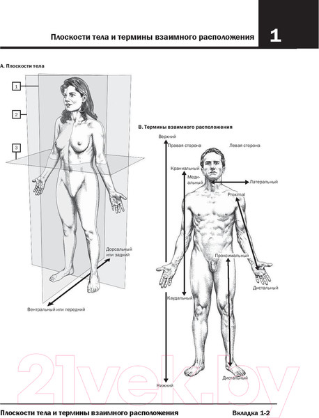 Изображение товара Нехудожественная книга Эксмо Анатомия Неттера: атлас-раскраска (Хансен Дж.)