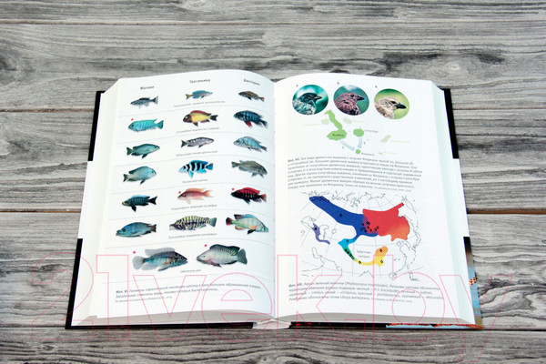 Изображение товара Книга АСТ Перспективы отбора (Марков А., Наймарк Е.)