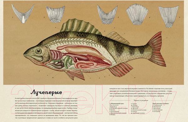 Изображение товара Энциклопедия Махаон Анималиум (Брум Дж.)