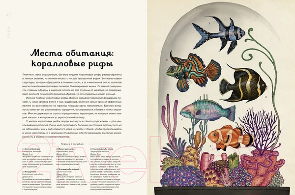Изображение товара Энциклопедия Махаон Анималиум (Брум Дж.)