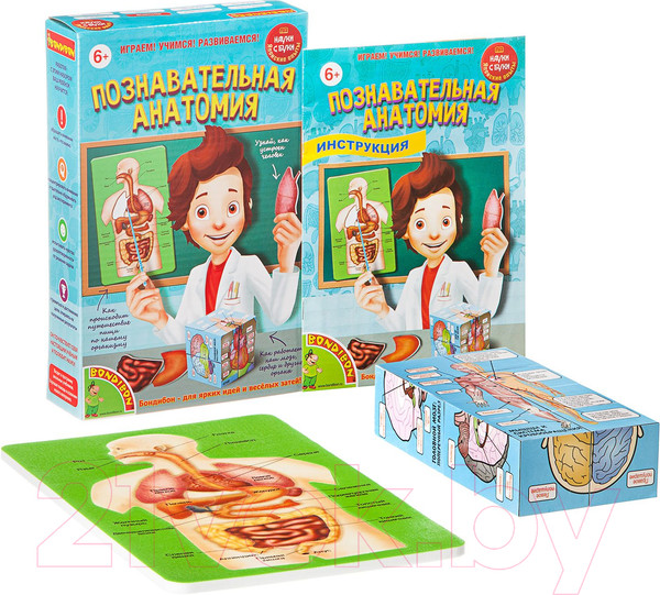 Изображение товара Научная игра Bondibon Познавательная анатомия / ВВ1836