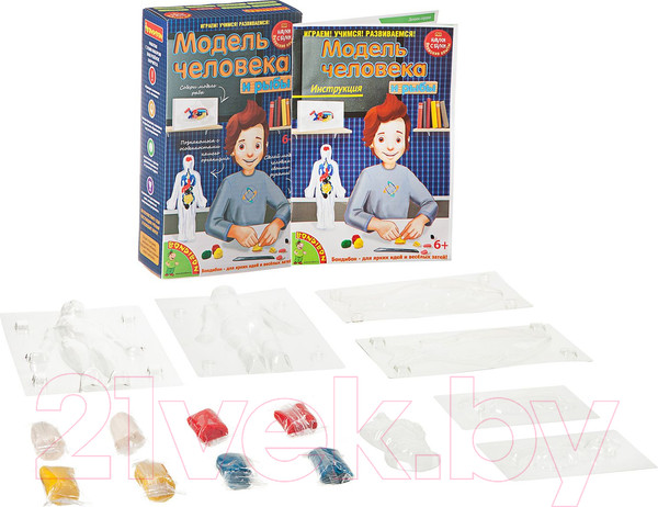 Изображение товара Научная игра Bondibon Модель человека / ВВ1840