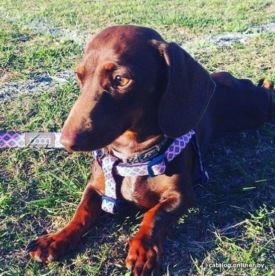 Изображение товара Поводок DOOG Grommit / LEADNRC-S (розовый/синий)