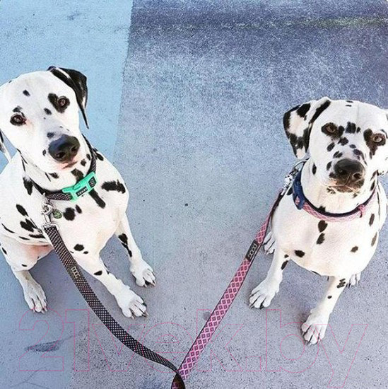 Изображение товара Поводок DOOG Grommit / LEADNRC-S (розовый/синий)