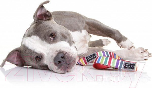 Изображение товара Поводок DOOG Scooby / LEADMCS (мультиколор)