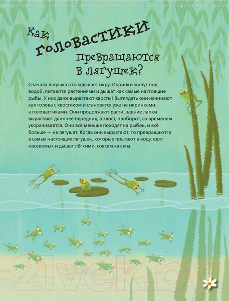 Изображение товара Энциклопедия АСТ Живая природа в вопросах и ответах