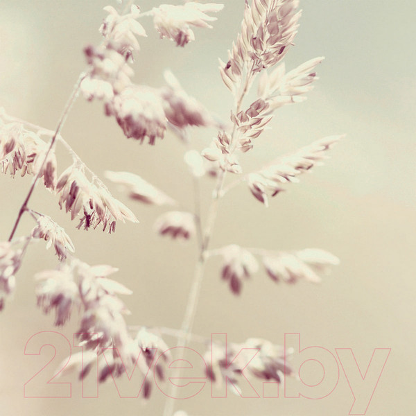 Изображение товара Фотообои листовые Citydecor Цветущий луг (200x254)