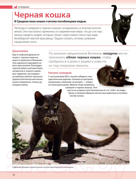 Изображение товара Энциклопедия Эксмо Кошки. Самая полная иллюстрированная энциклопедия (Дудникова С. и др)