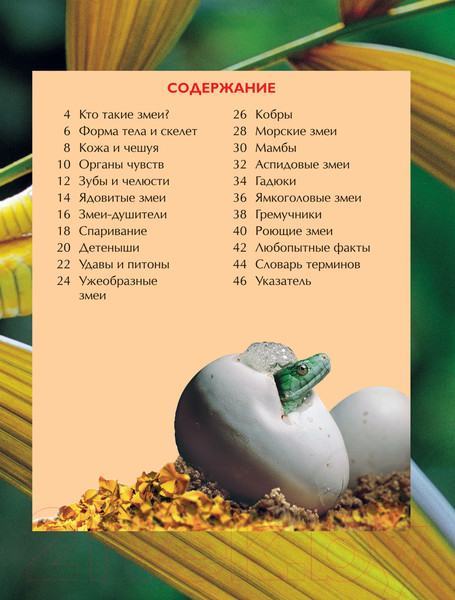 Изображение товара Энциклопедия Росмэн Змеи (Шейх-Миллер Дж.)