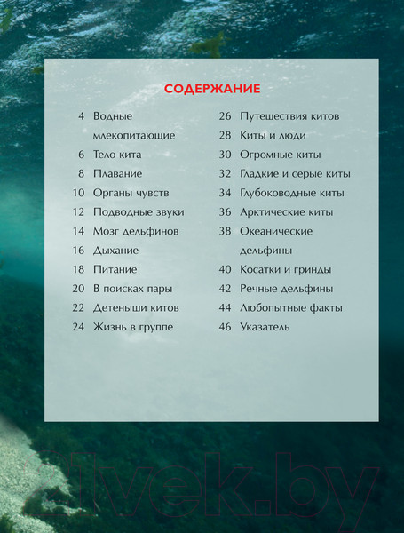 Изображение товара Энциклопедия Росмэн Киты и дельфины (Дэвидсон С.)