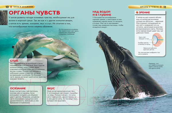 Изображение товара Энциклопедия Росмэн Киты и дельфины (Дэвидсон С.)