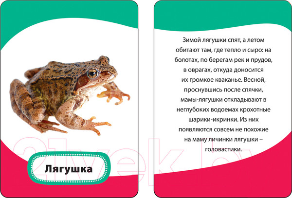 Изображение товара Развивающие карточки Росмэн Мамы и малыши (Кочеткова А.Н.)