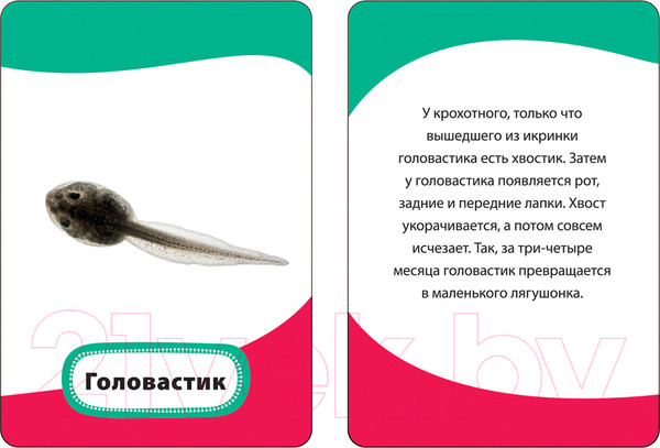 Изображение товара Развивающие карточки Росмэн Мамы и малыши (Кочеткова А.Н.)